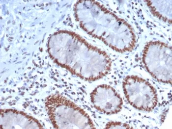 Nucleolin Antibody - image 1
