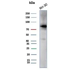CTNNB1 Antibody / Beta Catenin - image 1