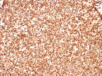 Histone H1 Recombinant Antibody - image 1