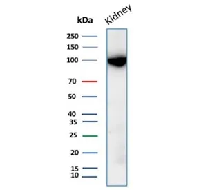 CD10 Recombinant Antibody / Neprilysin - image 1