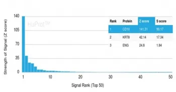 CD10 Antibody / Neprilysin - image 1