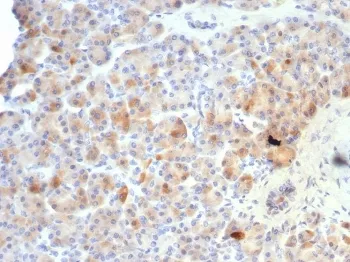 Somatostatin Recombinant Antibody / Neuronostatin  - image 1