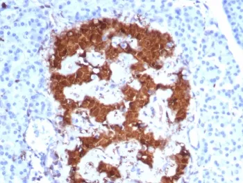 PGP9.5 / UchL1 Antibody - image 1