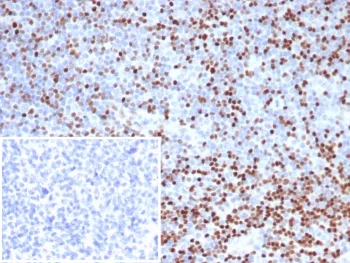 LEF1 Antibody / Lymphoid enhancer-binding factor 1 / TCF1 alpha - image 1