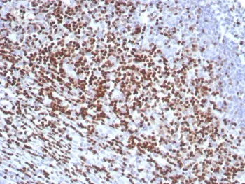 LEF1 Recombinant Antibody / Lymphoid enhancer-binding factor 1 / TCF1 alpha - image 1