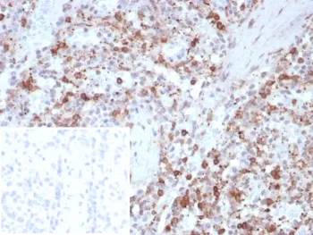 SPARC Recombinant Antibody / Osteonectin - image 1