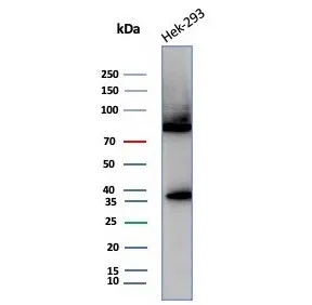 HSP70 Antibody / HSPA1B - image 1