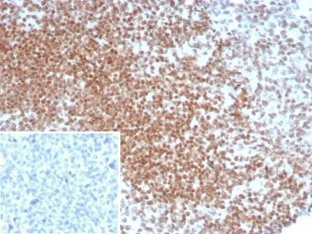 Oct4 Recombinant Antibody / POU5F1 - image 1