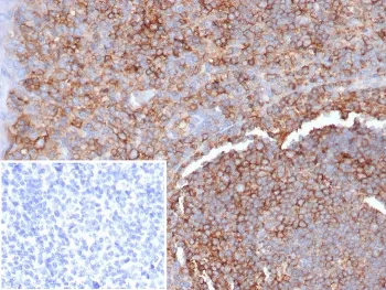HLA-G Antibody - image 1