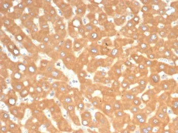 EPHB4 Antibody / EPH Receptor B4 - image 1
