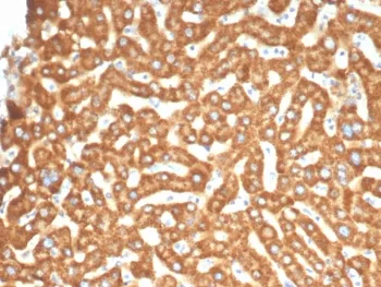 EPHB4 Antibody / EPH Receptor B4 - image 1