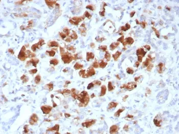 Carboxypeptidase A1 Recombinant Antibody / CPA1 - image 1