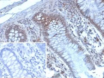 EZH2 Antibody - image 1