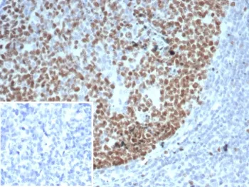 EZH2 Antibody - image 1