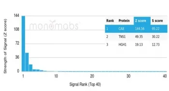 CA8 Antibody / Carbonic Anhydrase VIII - image 1
