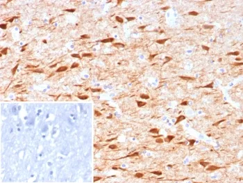 NECAB1 Antibody / N-terminal EF-hand calcium binding protein 1 - image 1