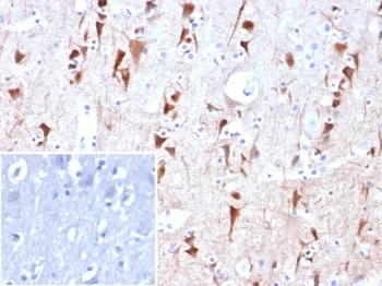 NECAB1 Antibody / N-terminal EF-hand calcium binding protein 1 - image 1