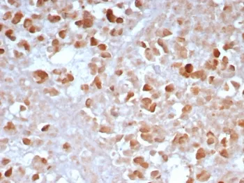 Carboxypeptidase A1 Recombinant Antibody / CPA1 - image 1