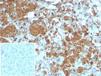 Carboxypeptidase A1 Recombinant Antibody / CPA1 - image 1