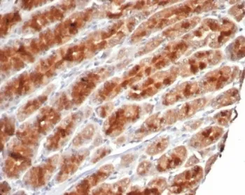 c-Myc Recombinant Antibody - image 1