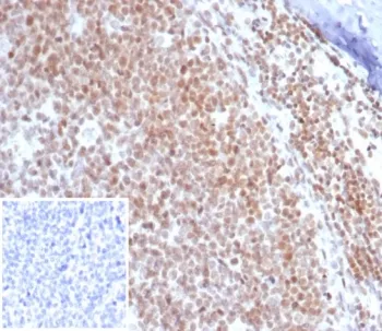 c-Myc Recombinant Antibody - image 1