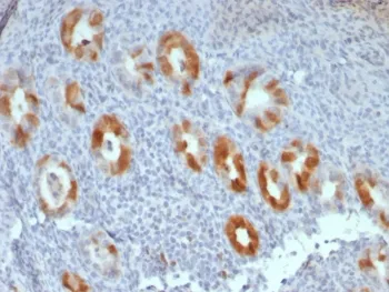 p16INK4a Recombinant Antibody / CDKN2A - image 1