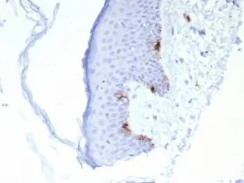 MART-1 / Melan-A Recombinant Antibody - image 1