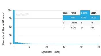 Alpha 1 microglobulin Antibody / AMBP / Bikunin - image 1