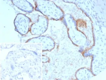 CD105 Antibody / Endoglin - image 1