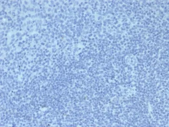 Mouse IgG2a Isotype Control Antibody - image 1