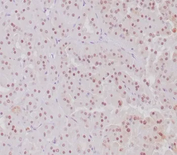 TFE3 Recombinant Antibody / Transcription factor E3 - image 1