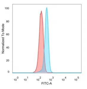 ZNF157 Antibody - image 1