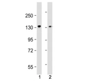 MYPT1 Antibody / Myosin Phosphatase / PPP1R12A - image 1