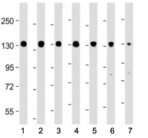 Myosin Phosphatase Antibody / MYPT1 / PPP1R12A - image 1