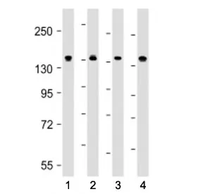 MYPT1 Antibody / Myosin Phosphatase / PPP1R12A - image 1