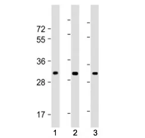 CH25H Antibody (N-Terminal Region) - image 1