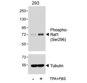 Phospho-Raf1 Antibody (pS296) - image 1