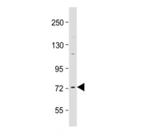 Raf1 Antibody / c-Raf - image 1