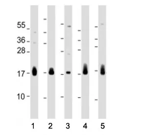 CD59 Antibody (Center Region) - image 1