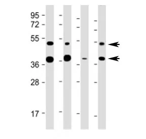 FDPS Antibody (Center Region) - image 1