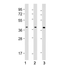 PU.1 Antibody - image 1