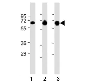 GLAST Antibody / SLC1A3 / EAAT1 (N-Terminal Region) - image 1