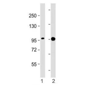 SSH3 Antibody - image 1
