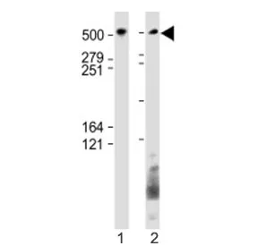 BIRC6 Antibody (C-Terminal Region) - image 1