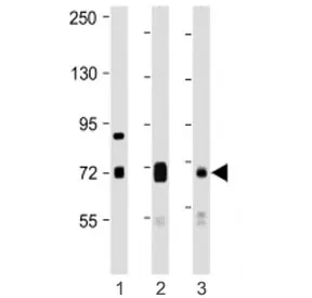 DLL4 Antibody (C-Terminal Region) - image 1