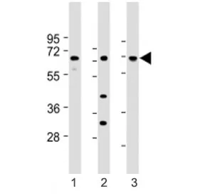 LAT2 Antibody (C-Terminal Region) - image 1