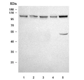 TRPC7 Antibody / Short transient receptor potential channel 7 - image 1