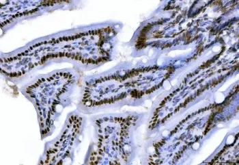 C-terminal-binding protein 2 Antibody / CTBP2 - image 1