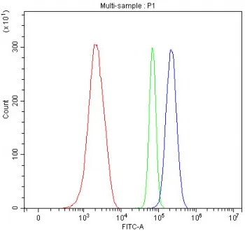 Y-box-binding protein 1 Antibody / YB1 / MYS1 - image 1