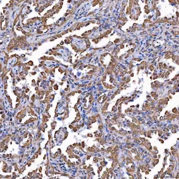 TOMM34 Antibody / Translocase of outer membrane 34 kDa subunit - image 1